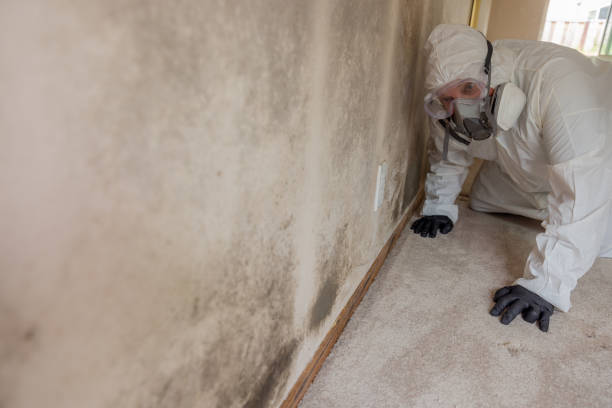 Best Biohazard Mold Removal  in Elkins, WV